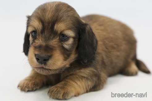 成約済の神奈川県のミニチュアダックスフンド(ロングヘアード)-356795